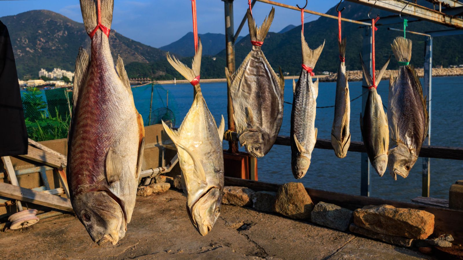 Salted Fish (鹹魚)