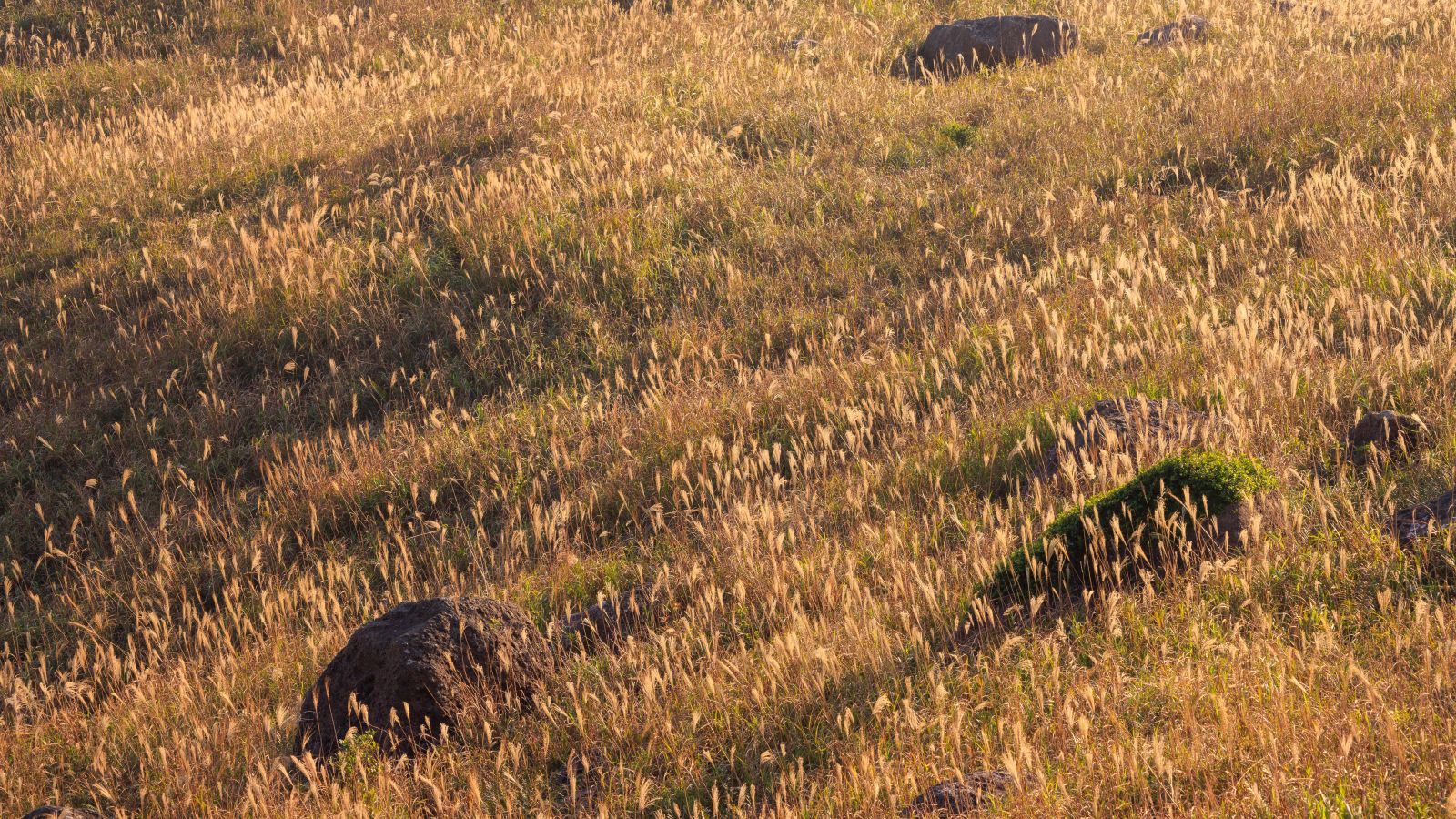 Canon EOS R5 with RF 100-400, F11 1/60s ISO100 149MM in Aperture Priority 