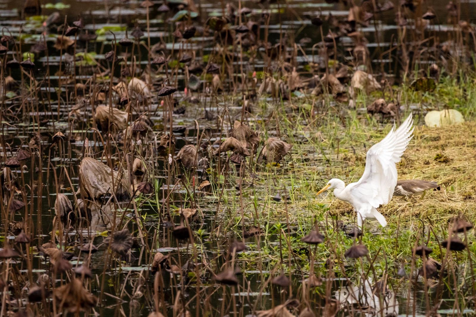 Uncover over 240 species of birds