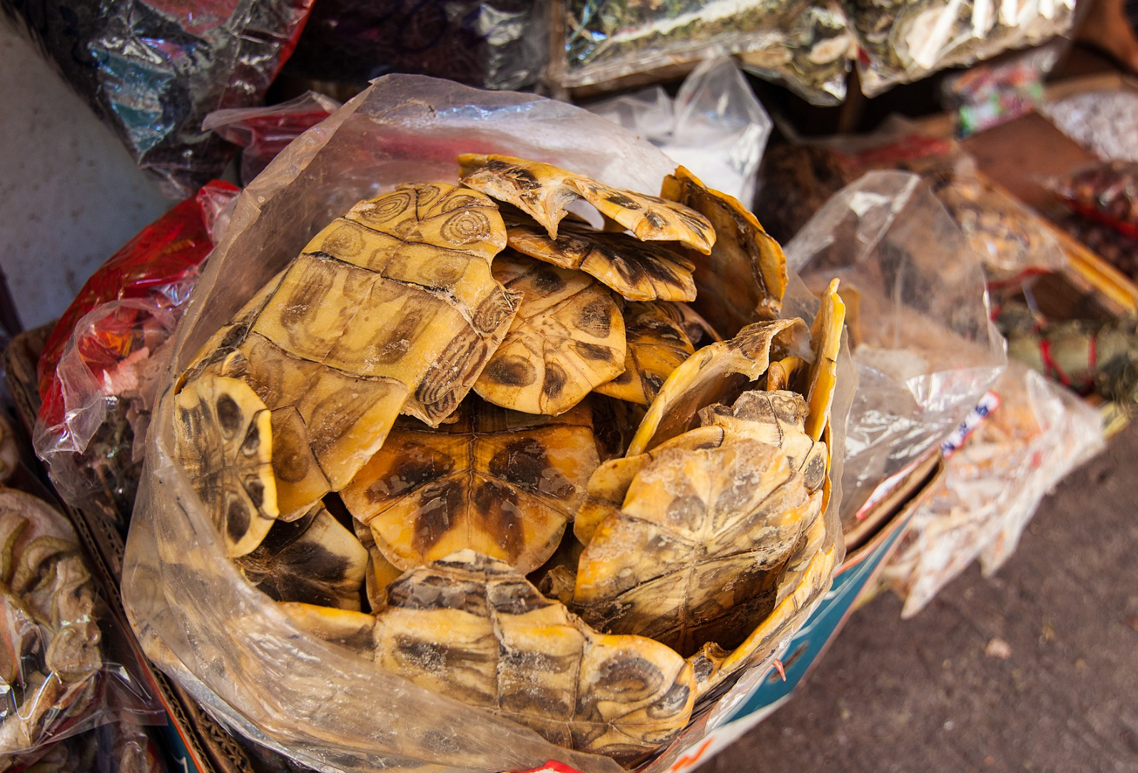 Turtle shell (龜板), a staple ingredient in  tortoise jelly (龜苓膏)